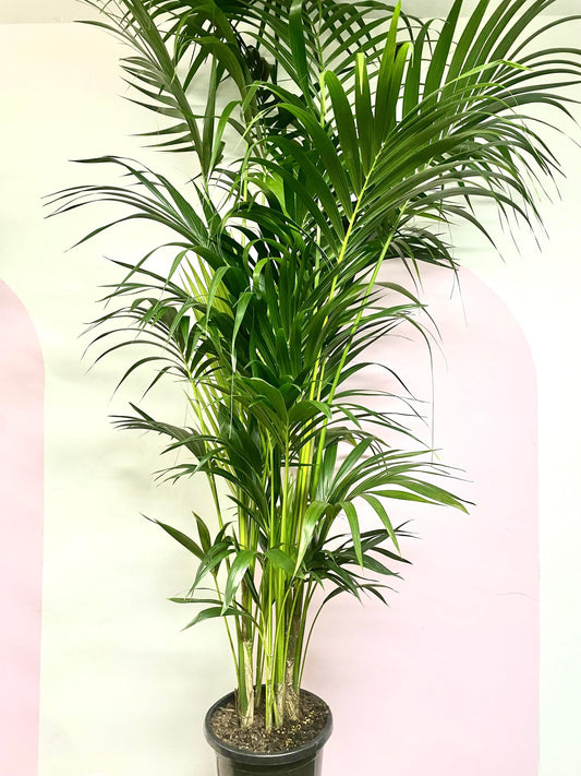 Why Kentia Palms Are the Top Choice for Pet Owners