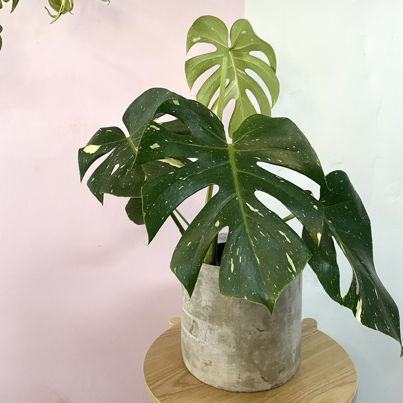 swiss cheese plant australia Monstera Adansonii 'Swiss Cheese Plant'