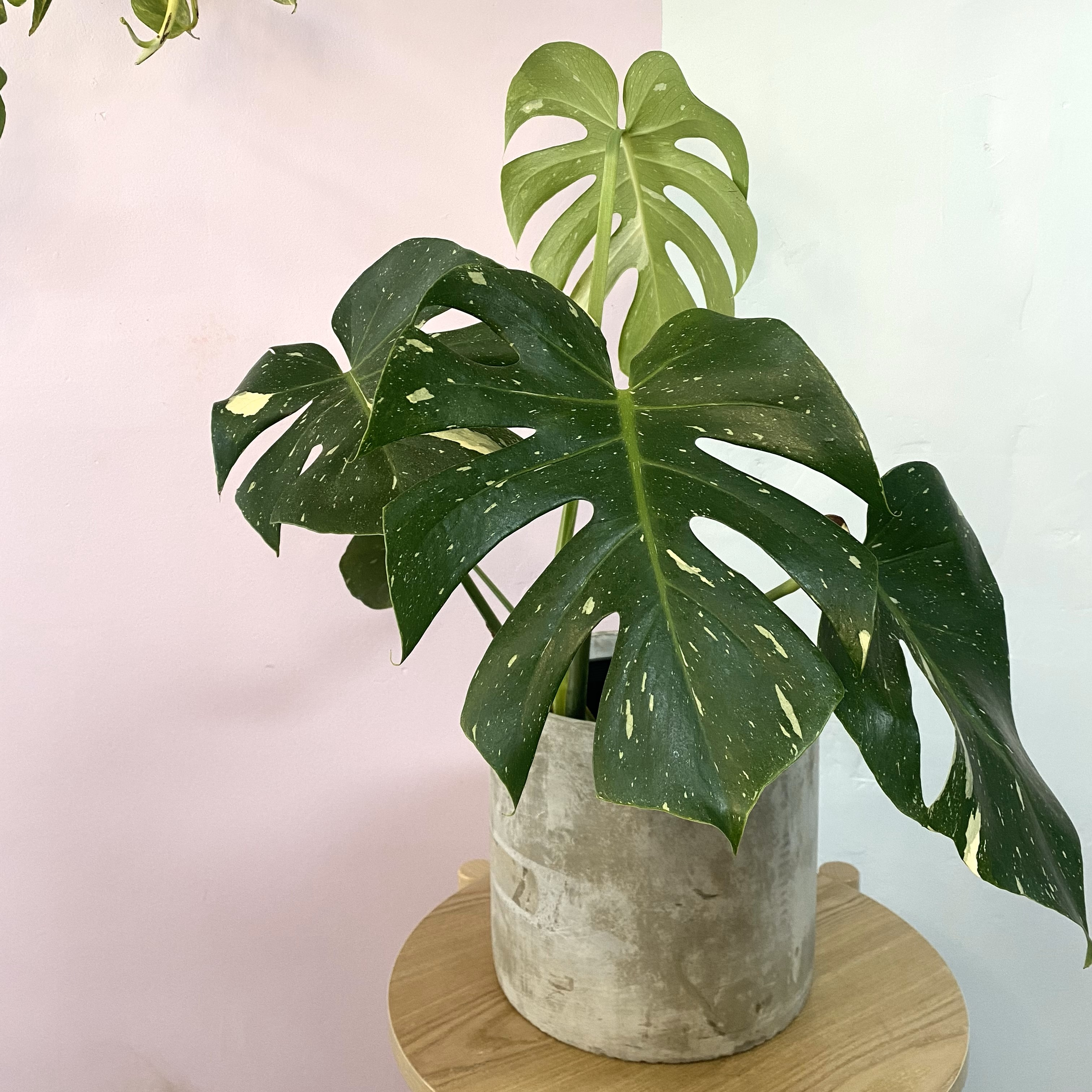 Plants