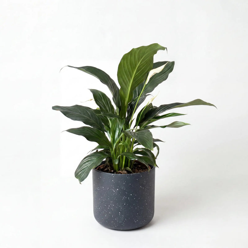 Plant & Pot Bundles