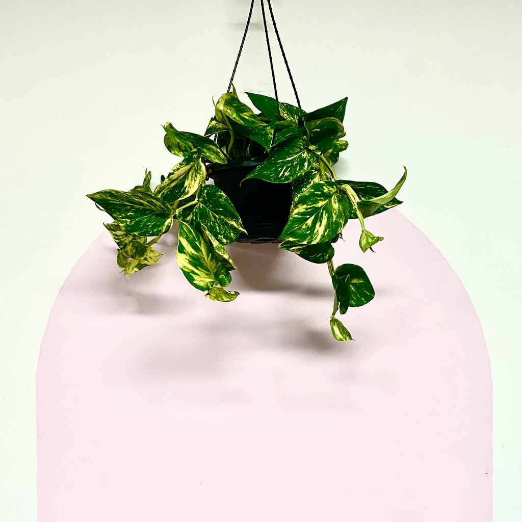 Devils Ivy 'Pothos' Hanging Basket