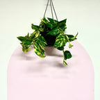 Devils Ivy 'Pothos' Hanging Basket