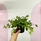 Peperomia Rocca Vivace