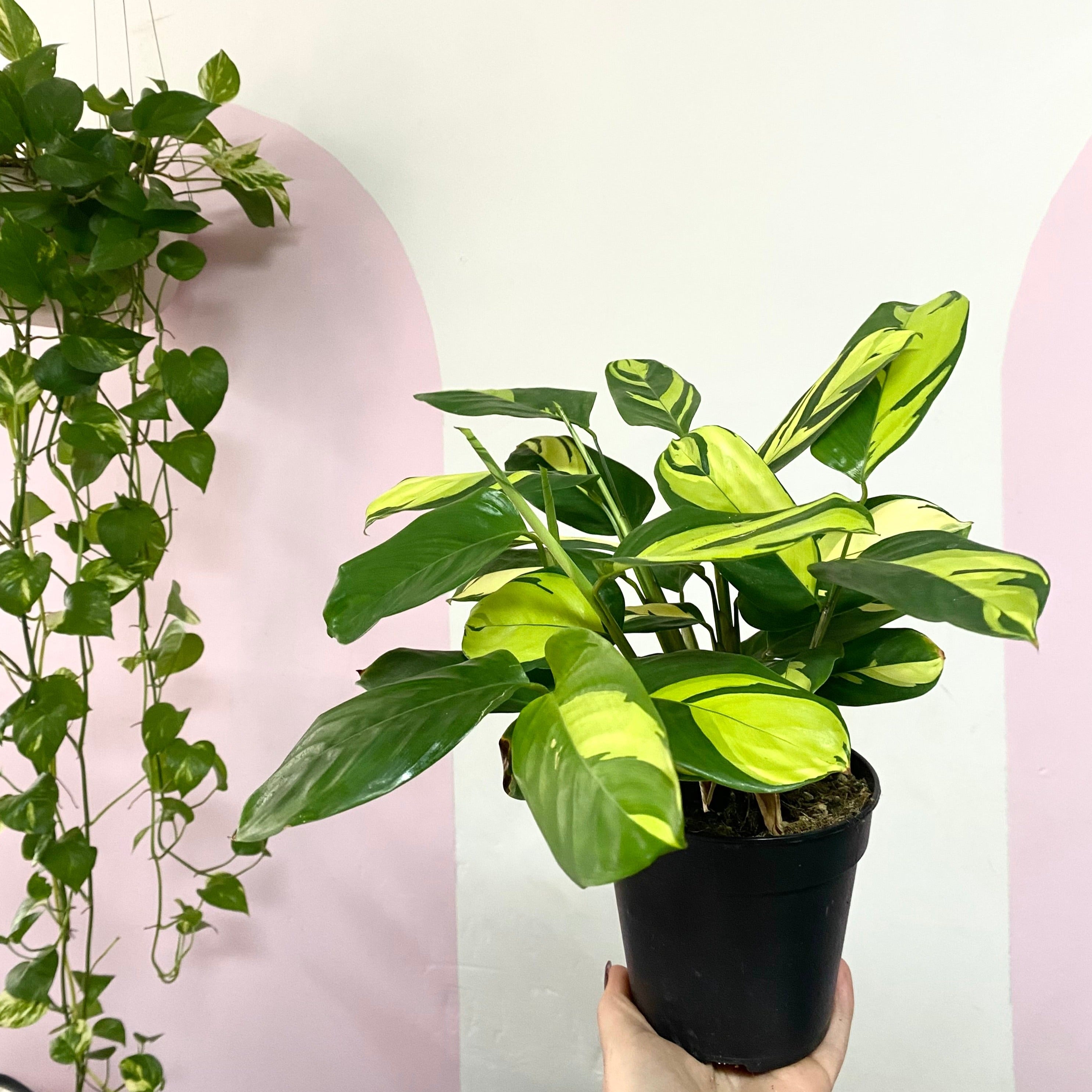 Ctenanthe Golden Mosaic