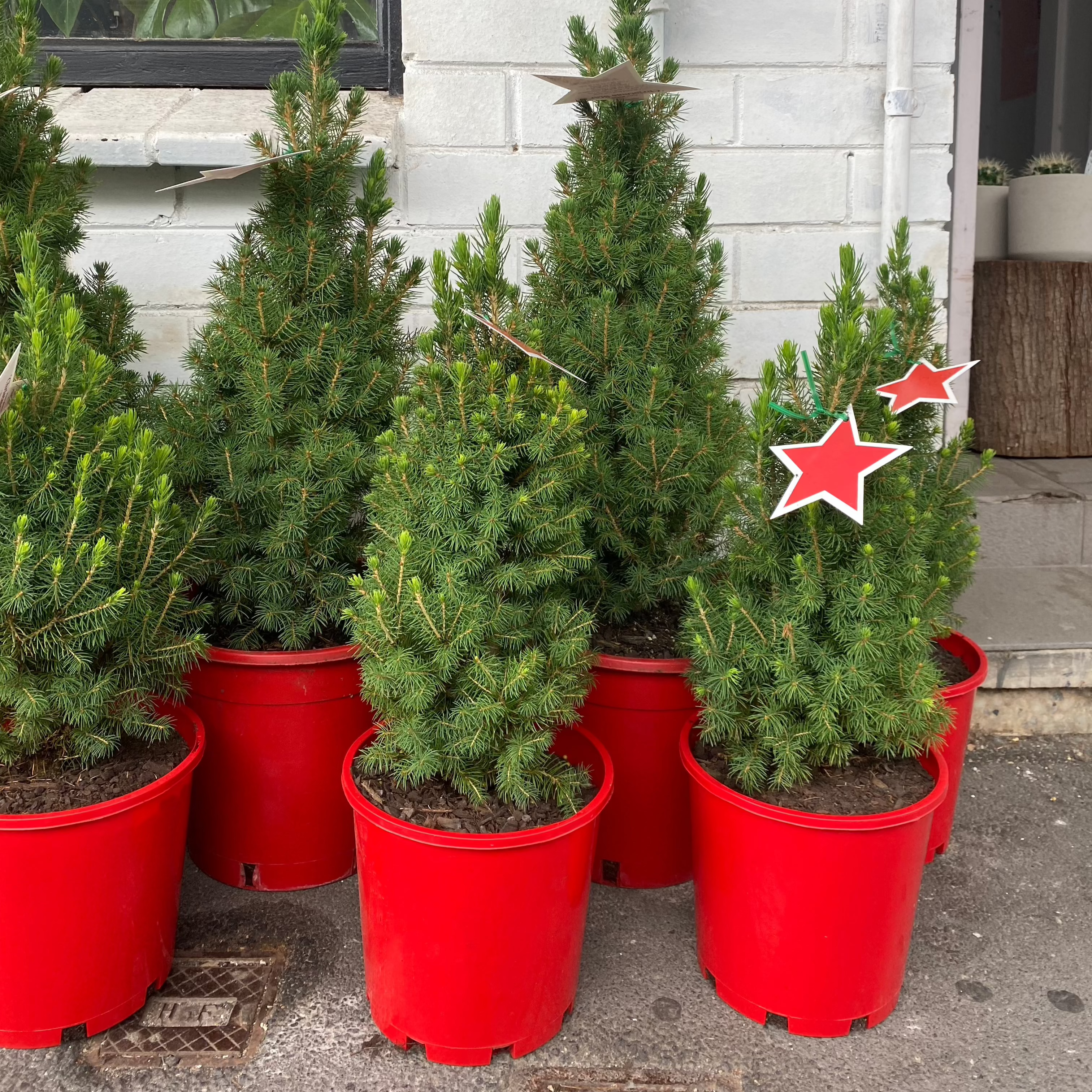 Christmas tree - Picea Glauca