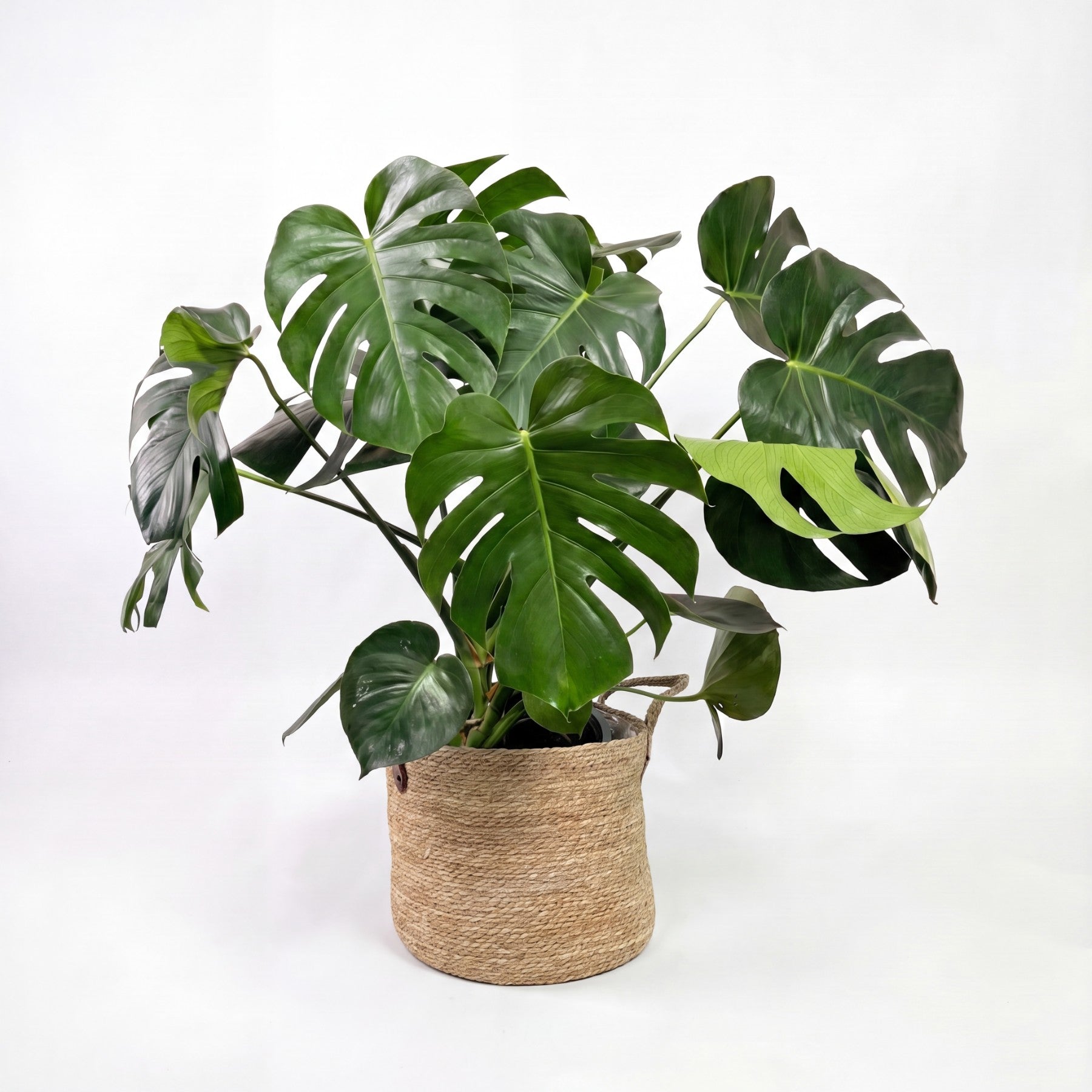 Medium Monstera Deliciosa & Woven Basket