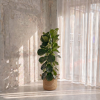 Large Fiddle Leaf Fig & Woven Basket