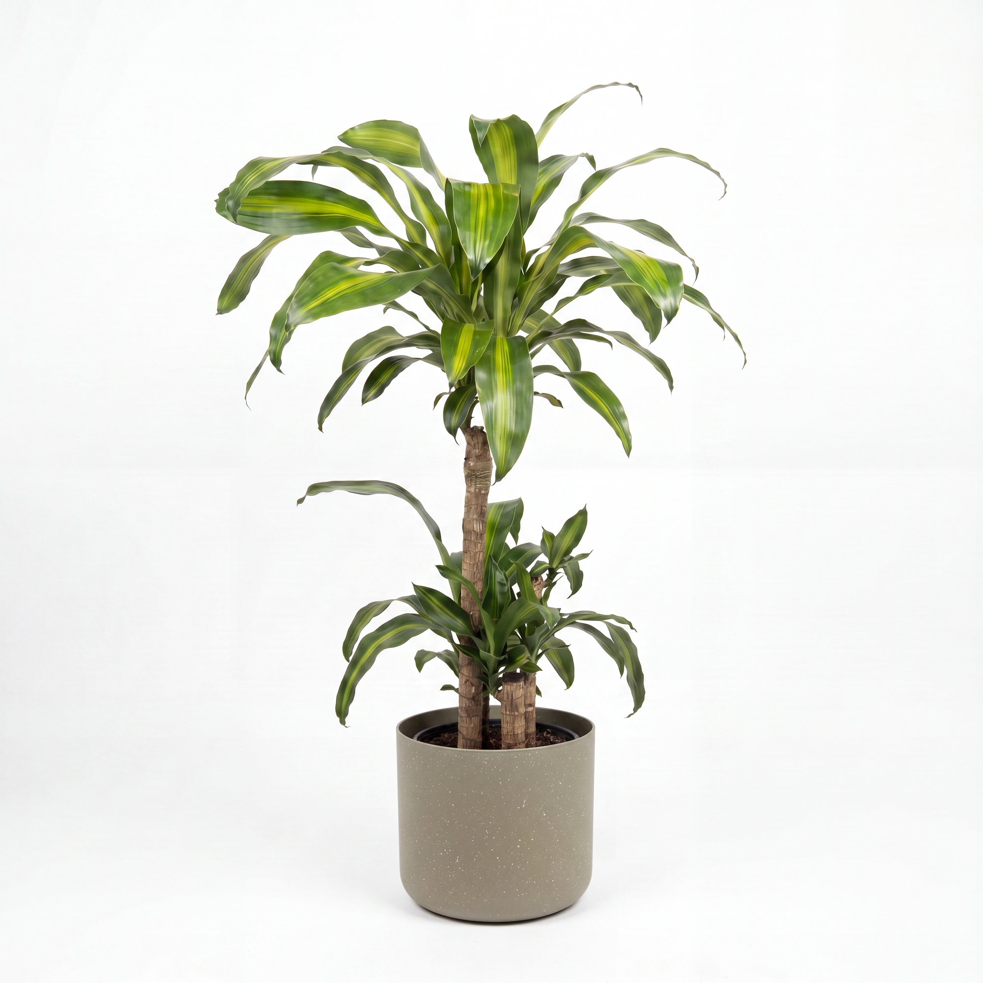 Medium Dracaena Happy Plant - Yellow Stripe with Mia Pot - Olive Speckle