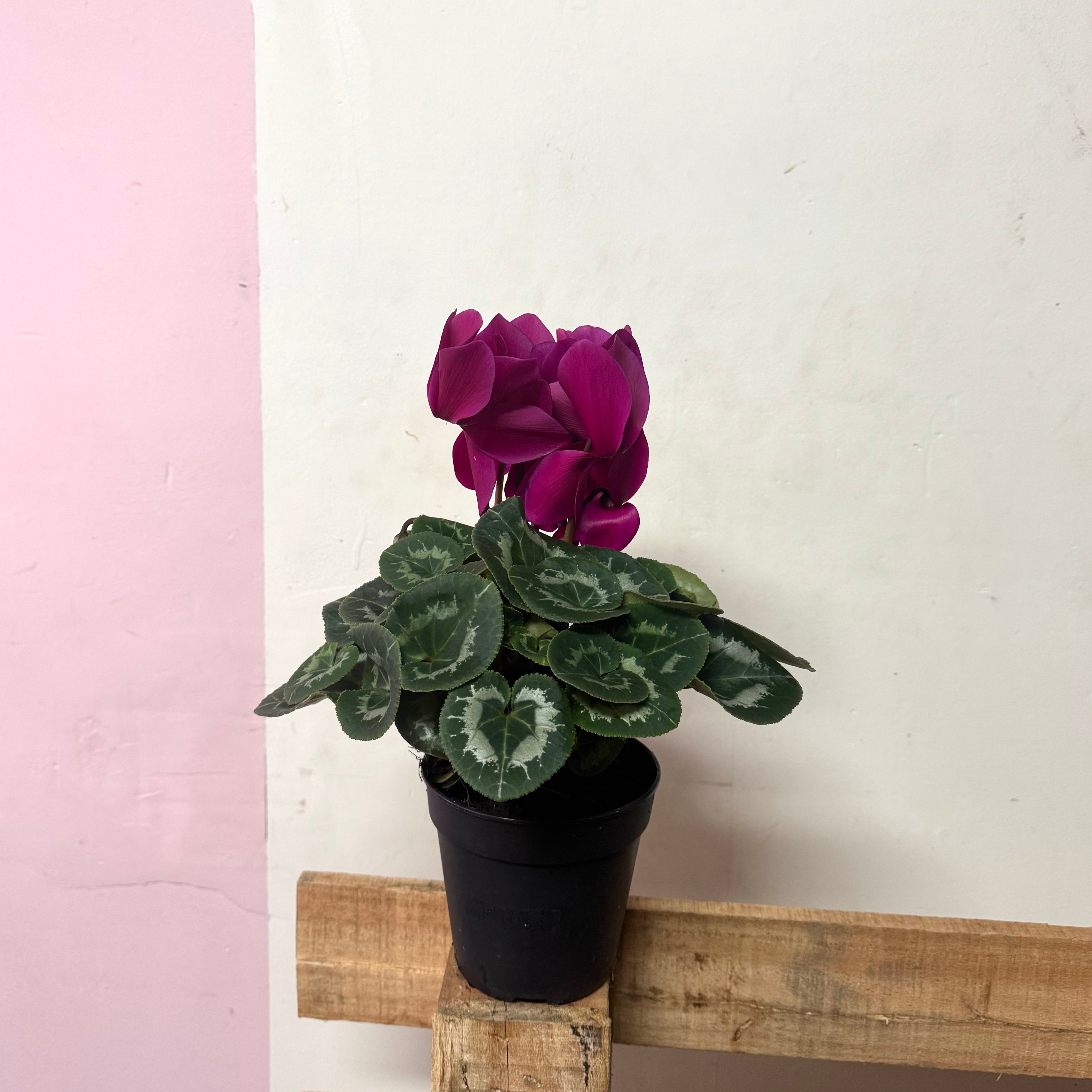 Cyclamen