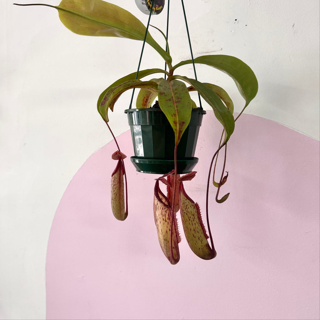 Carnivorous Nepenthis 'Hanging Pitcher Plant' – close-up detail showing foliage