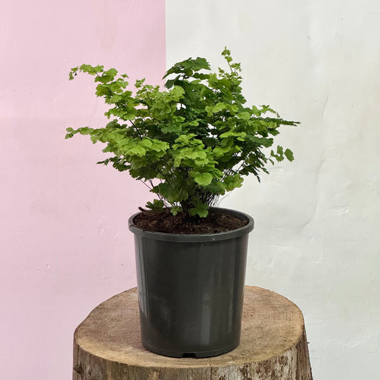 Maidenhair Fern