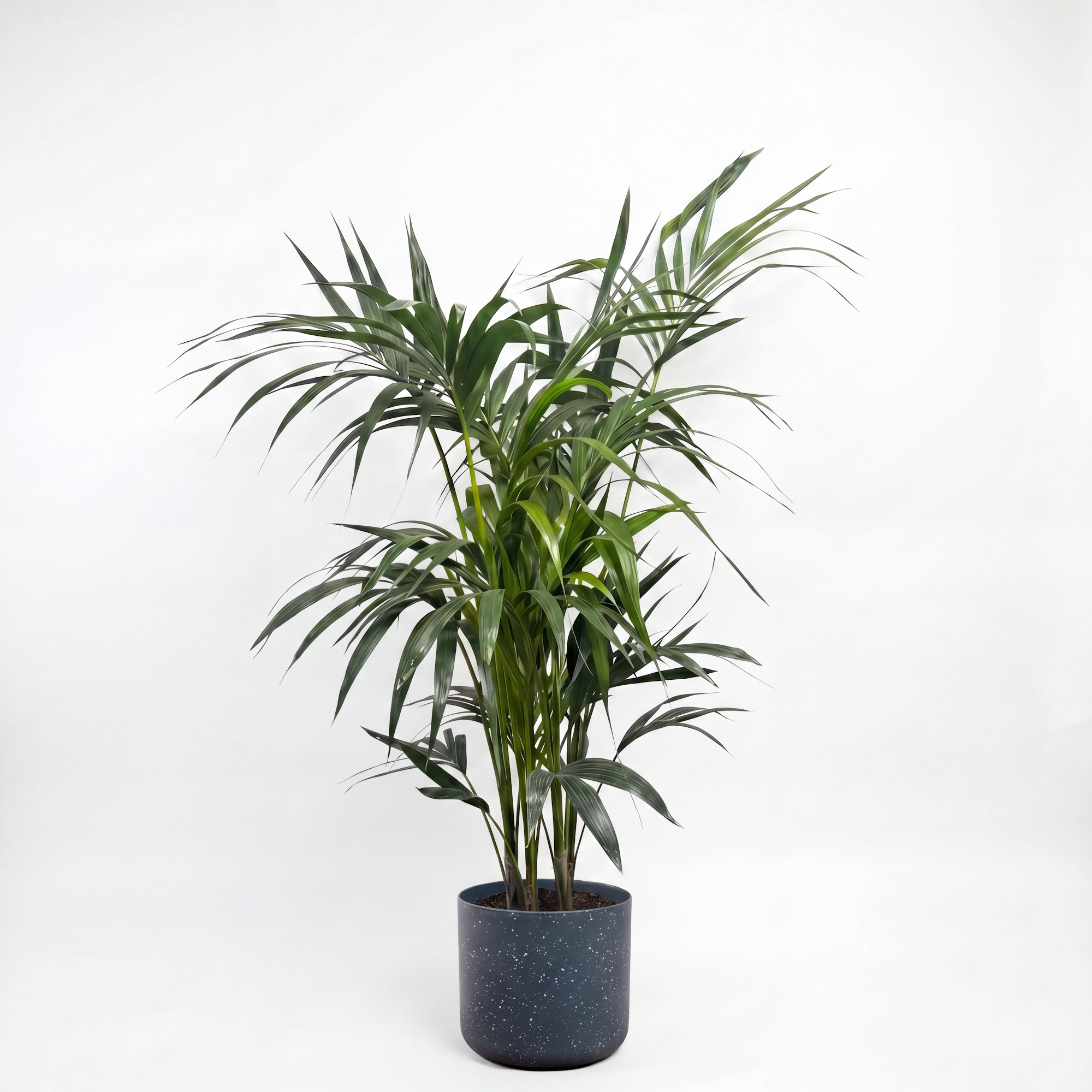 Medium Kentia Palm with Mia Pot - Charcoal Speckle