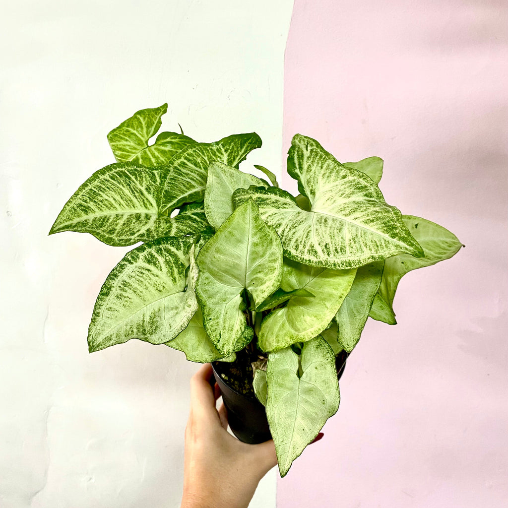 Syngonium 'White Butterfly'