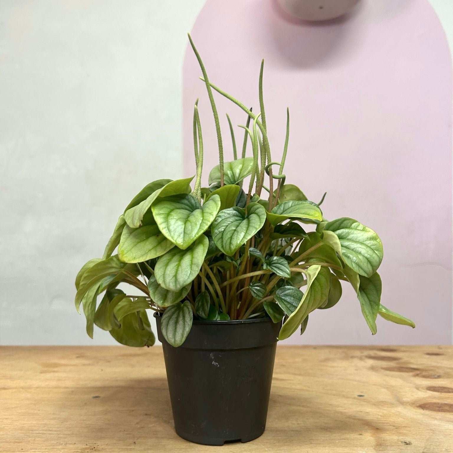 Peperomia caperata 'Moonlight'