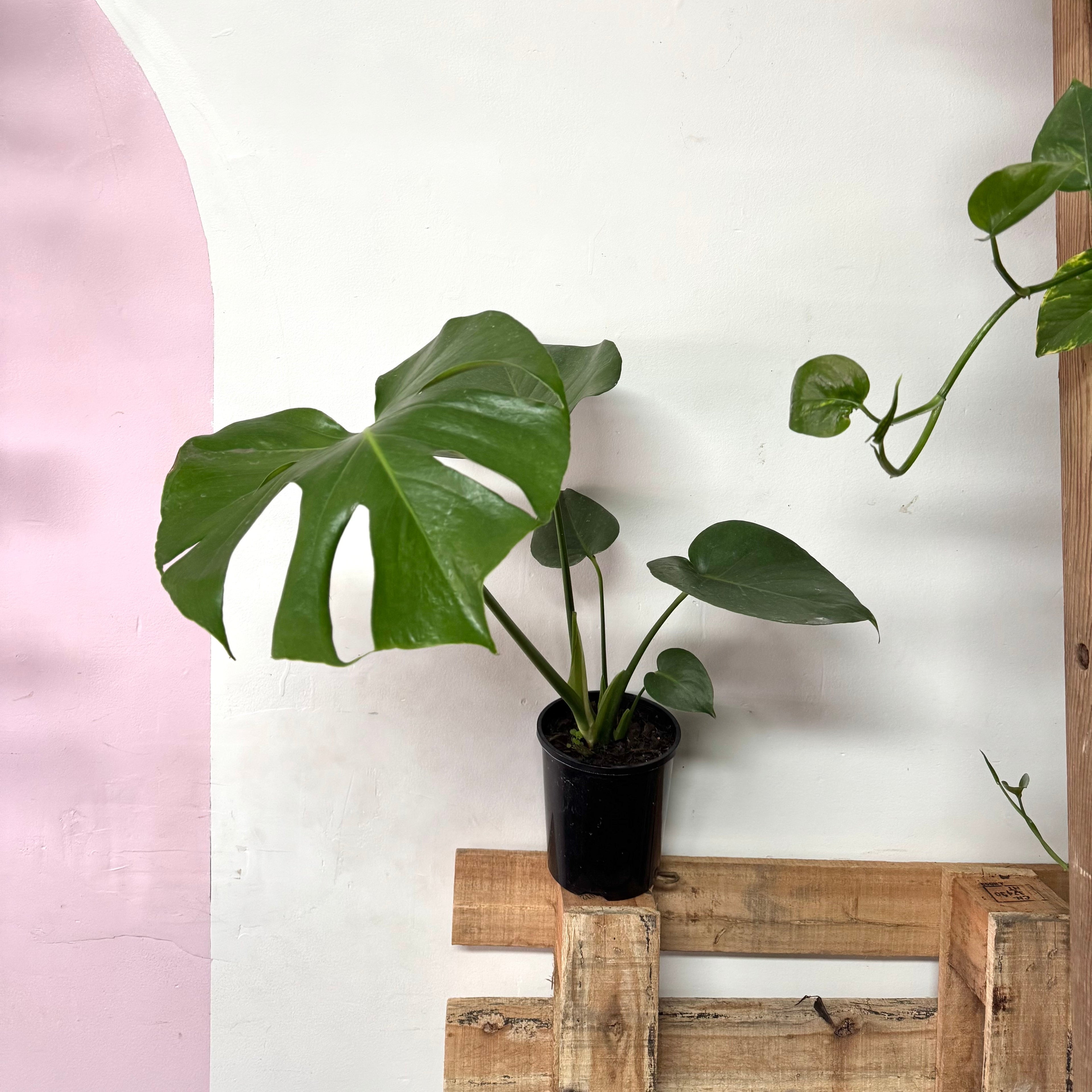 Monstera Deliciosa