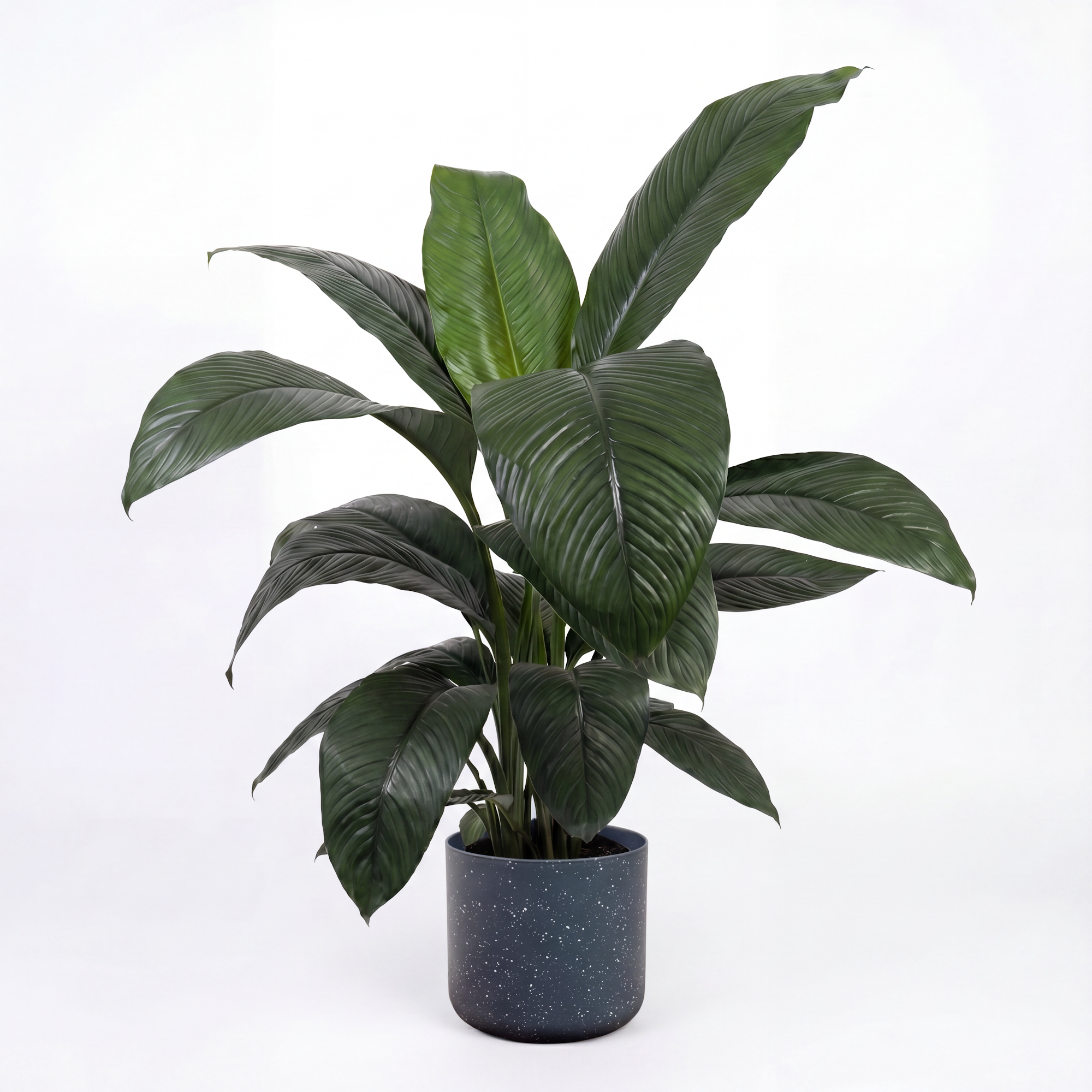 Medium Peace Lily Sensation with Mia Pot - Charcoal Speckle