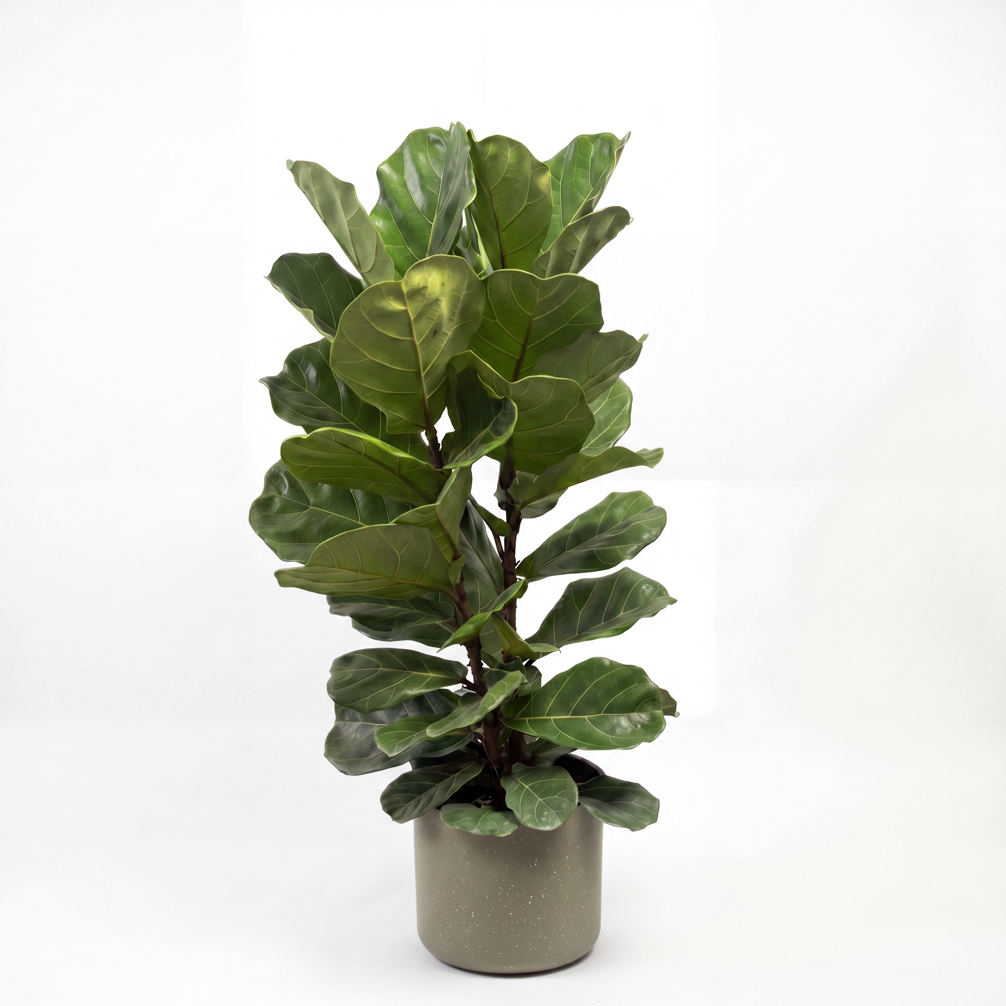 Medium Fiddle Leaf Fig with Mia Pot - Olive Speckle