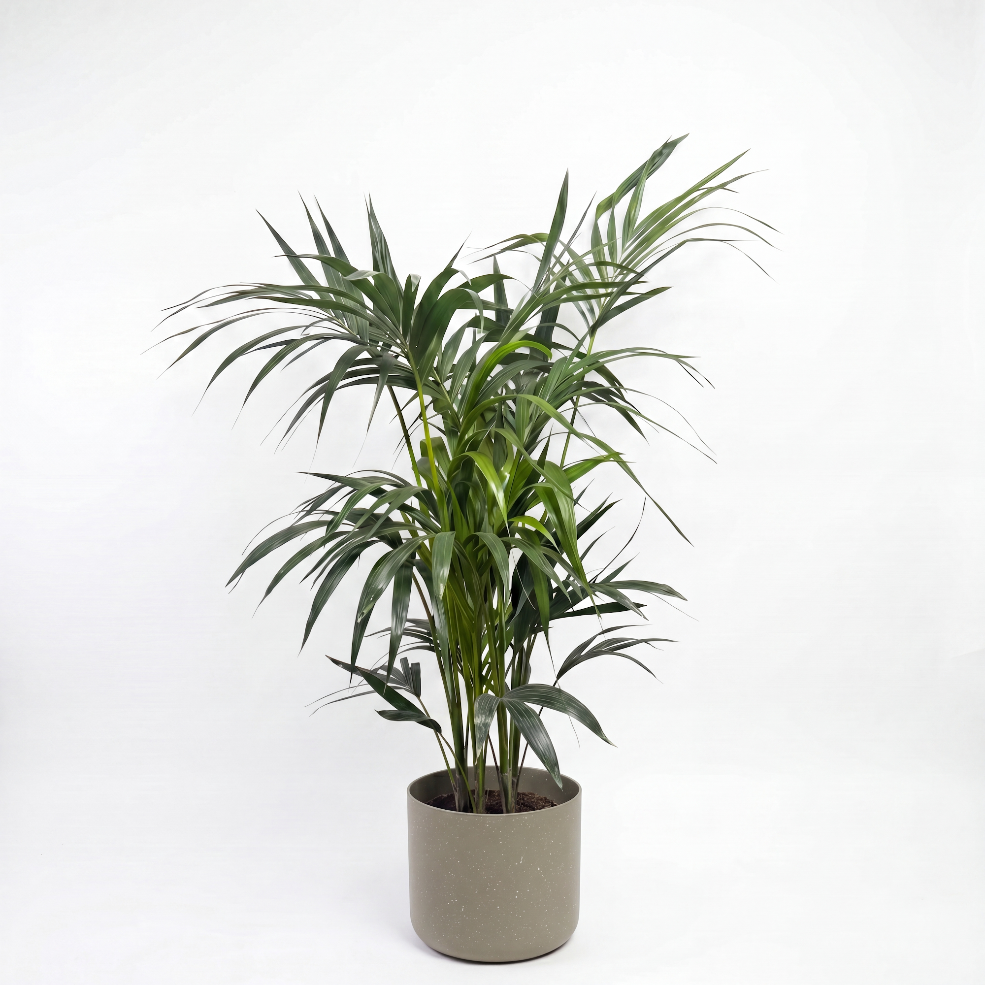 Medium Kentia Palm with Mia Pot - Olive Speckle
