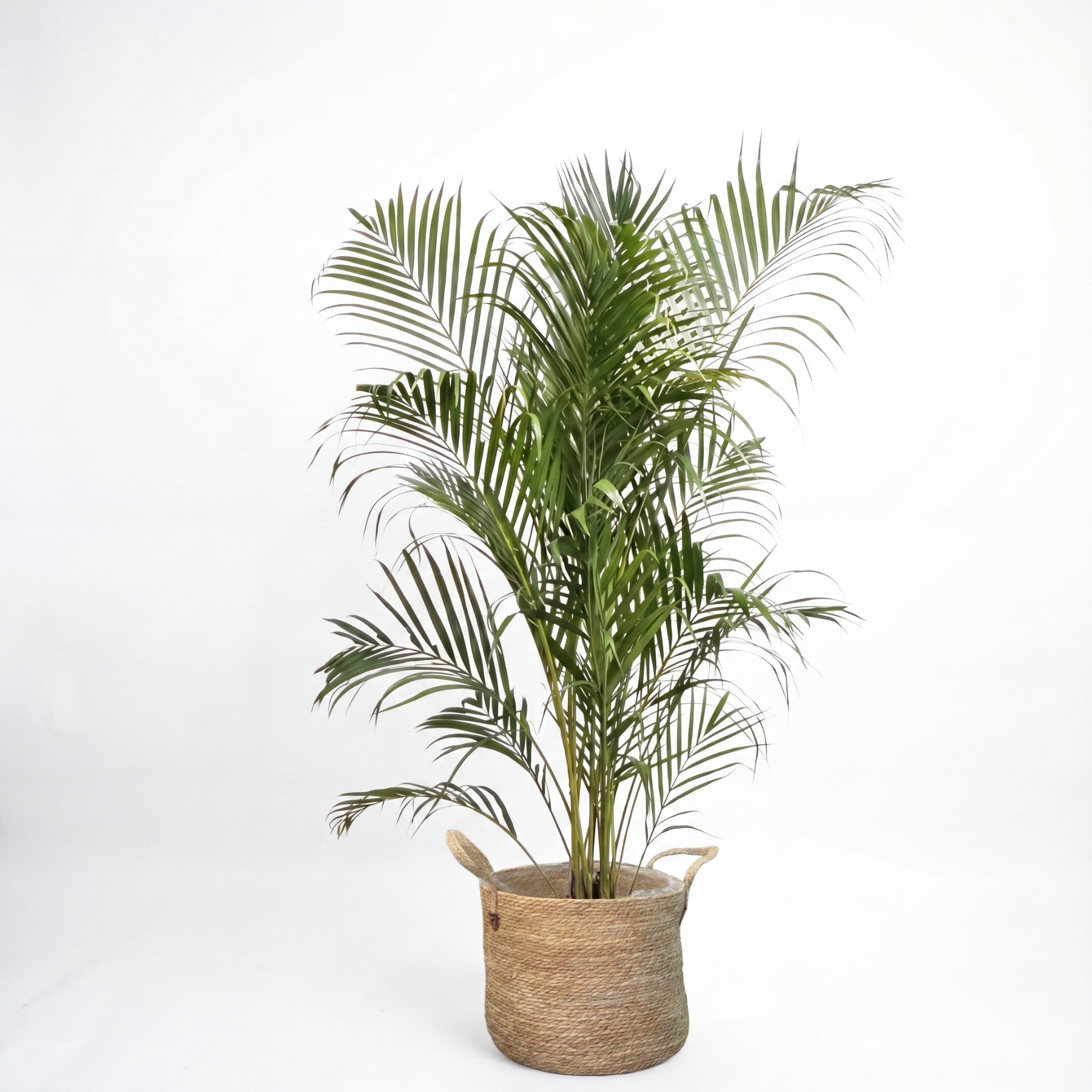 Medium Golden Cane Palm & Woven Basket