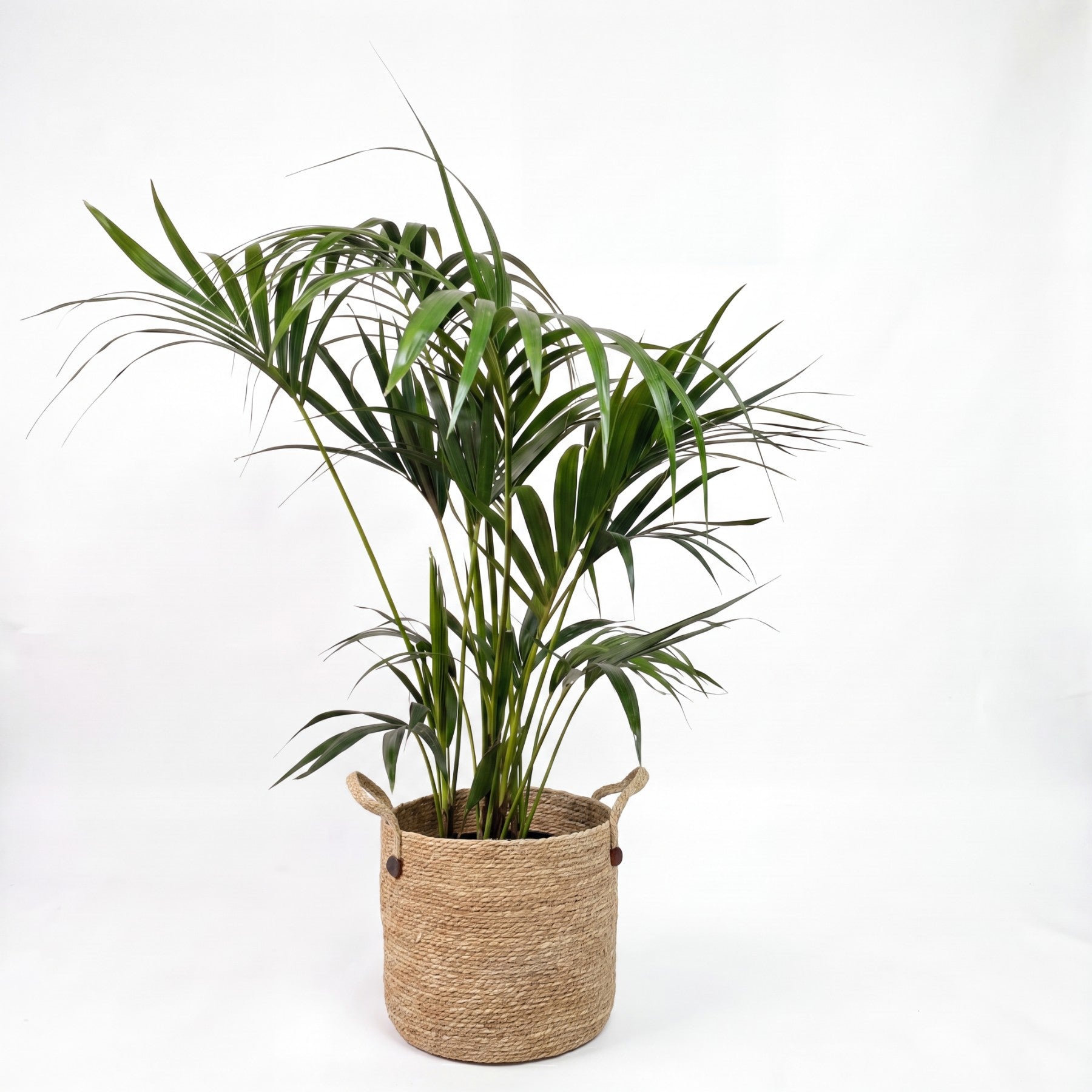 Medium Kentia Palm & Woven Basket