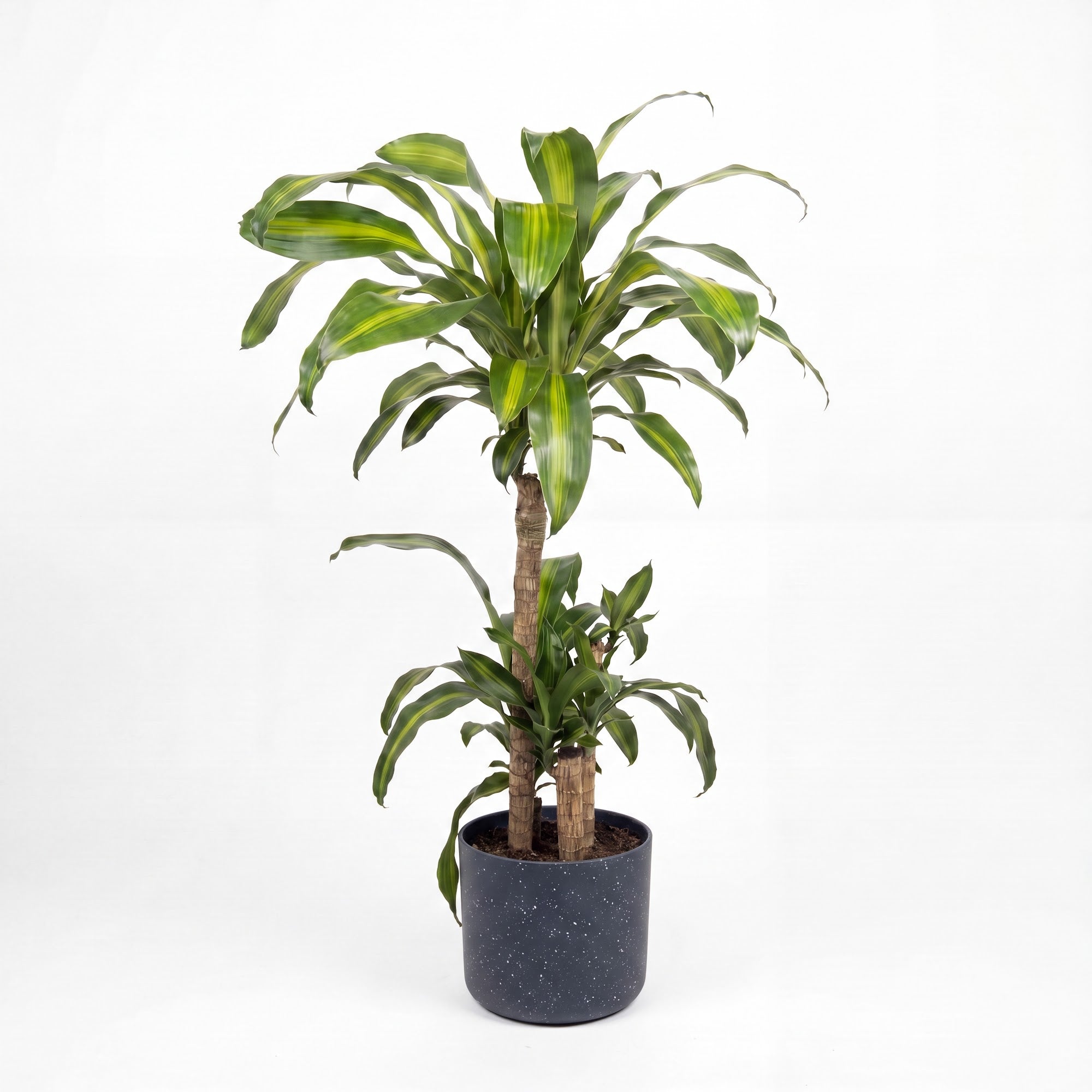 Medium Dracaena Happy Plant - Yellow Stripe with Mia Pot - Charcoal Speckle