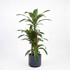 Medium Dracaena Happy Plant - Green with Mia Pot - Charcoal Speckle