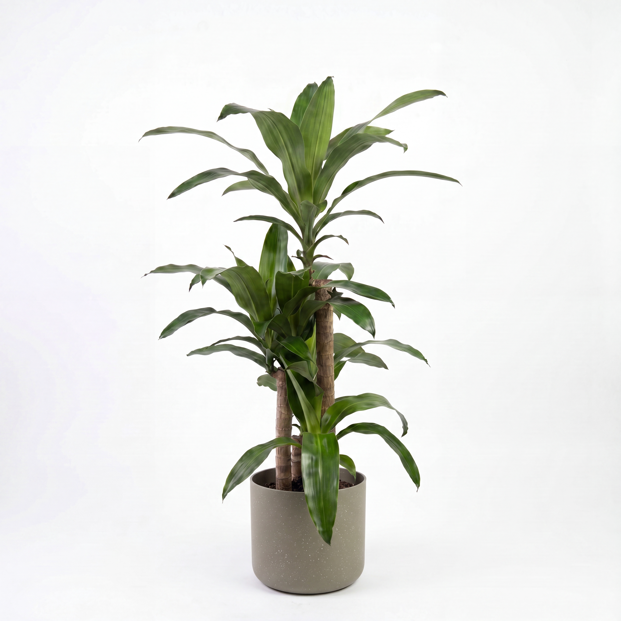 Medium Dracaena Happy Plant - Green with Mia Pot - Olive Speckle