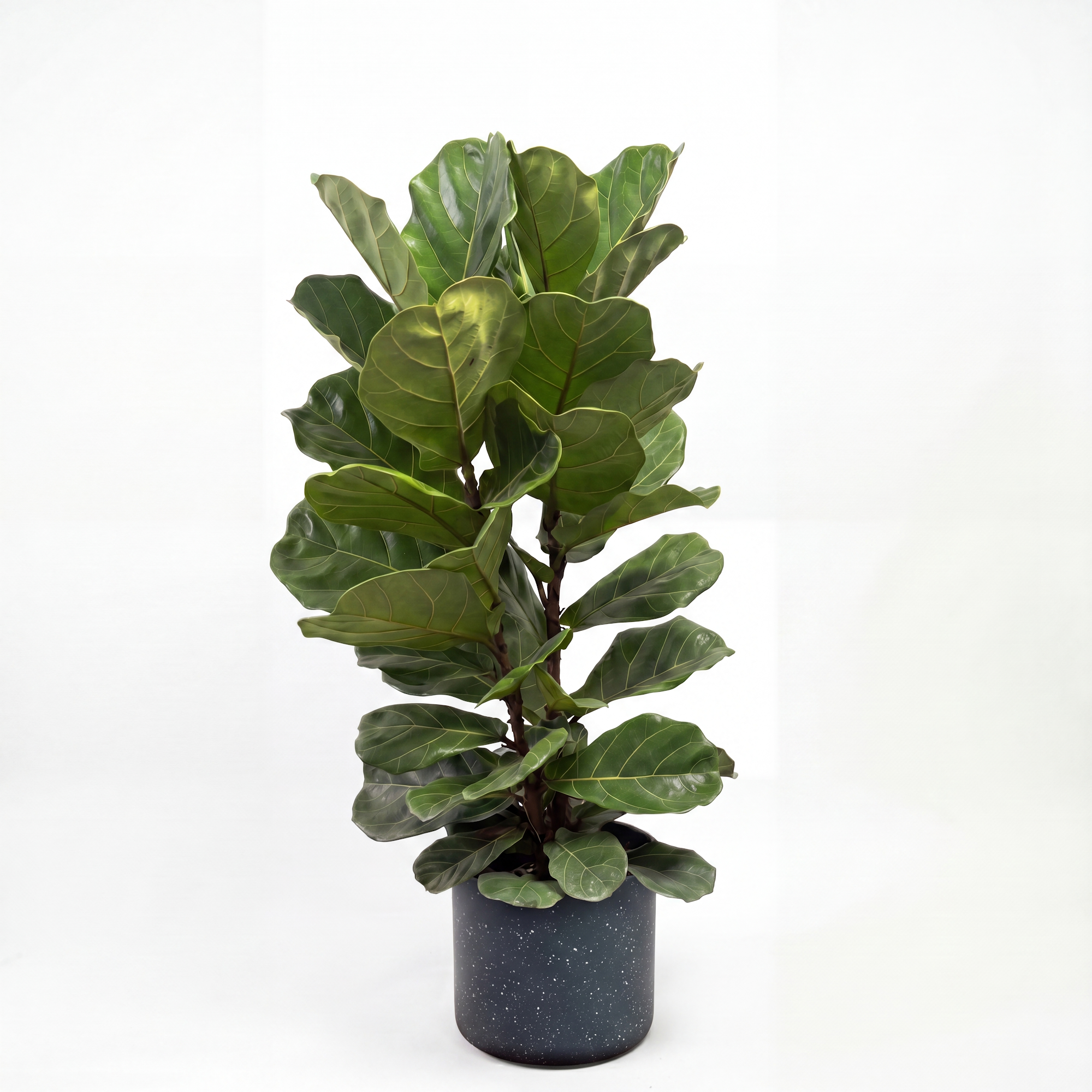 Medium Fiddle Leaf Fig with Mia Pot - Charcoal Speckle