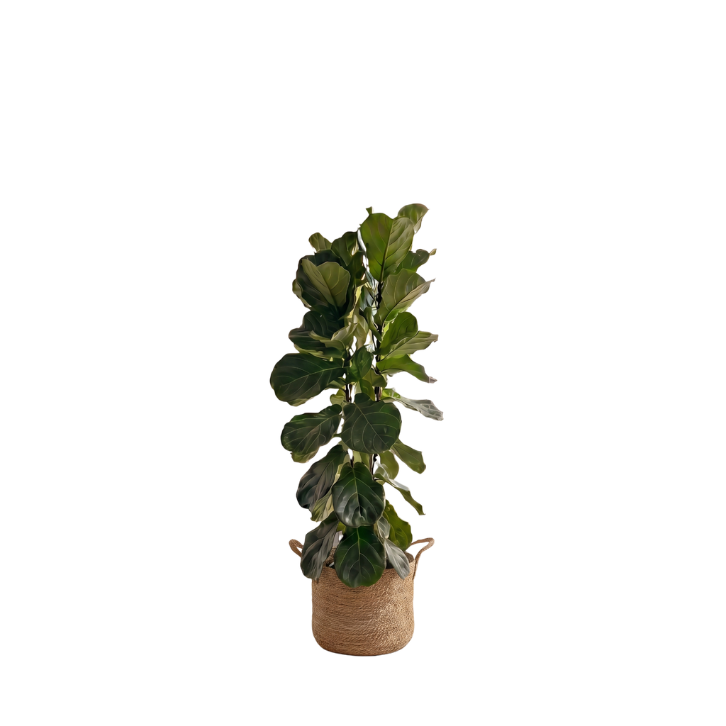 Large Fiddle Leaf Fig & Woven Basket