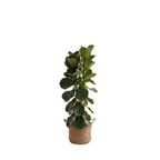 Large Fiddle Leaf Fig & Woven Basket