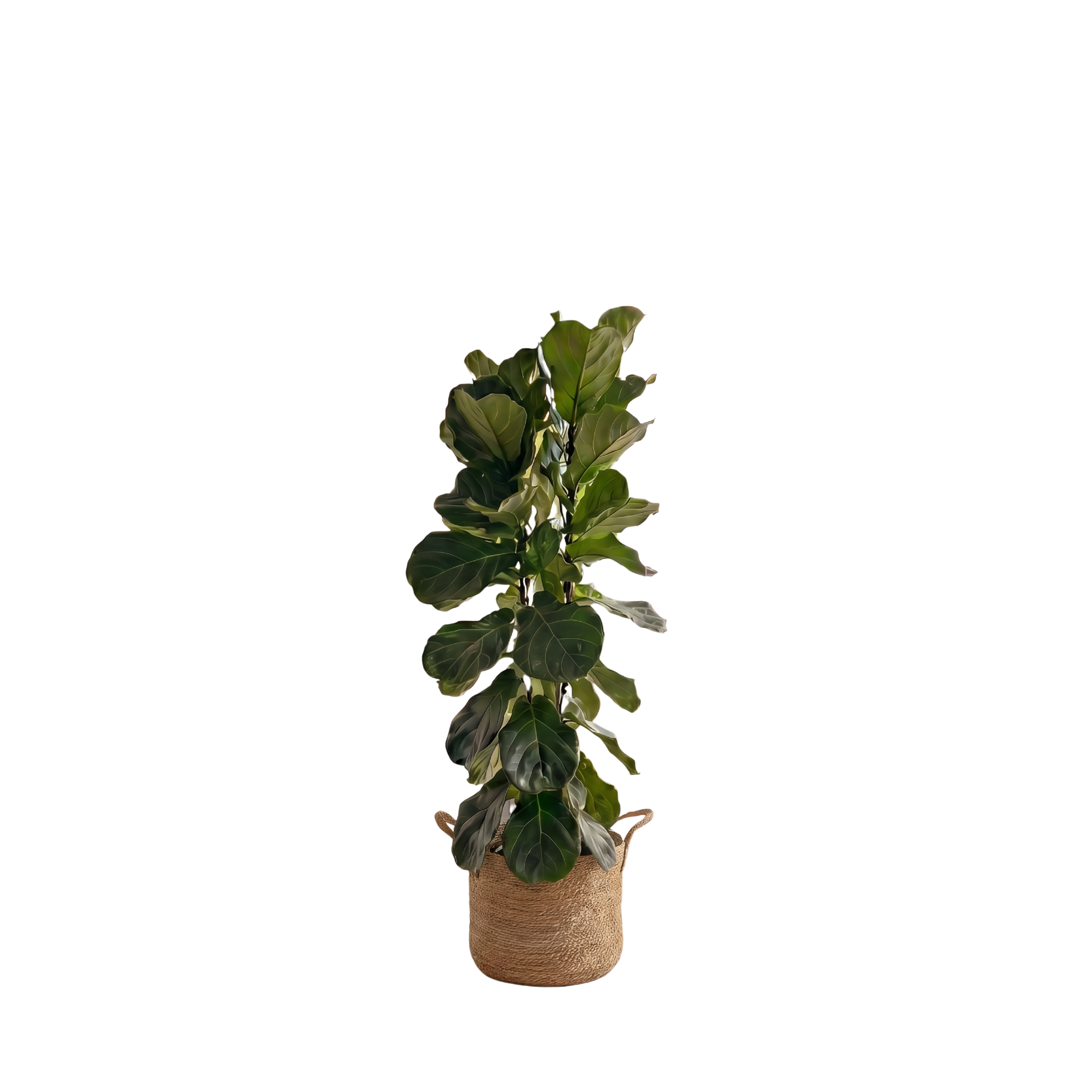 Large Fiddle Leaf Fig & Woven Basket