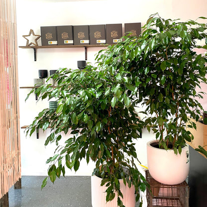 Ficus Benjamina