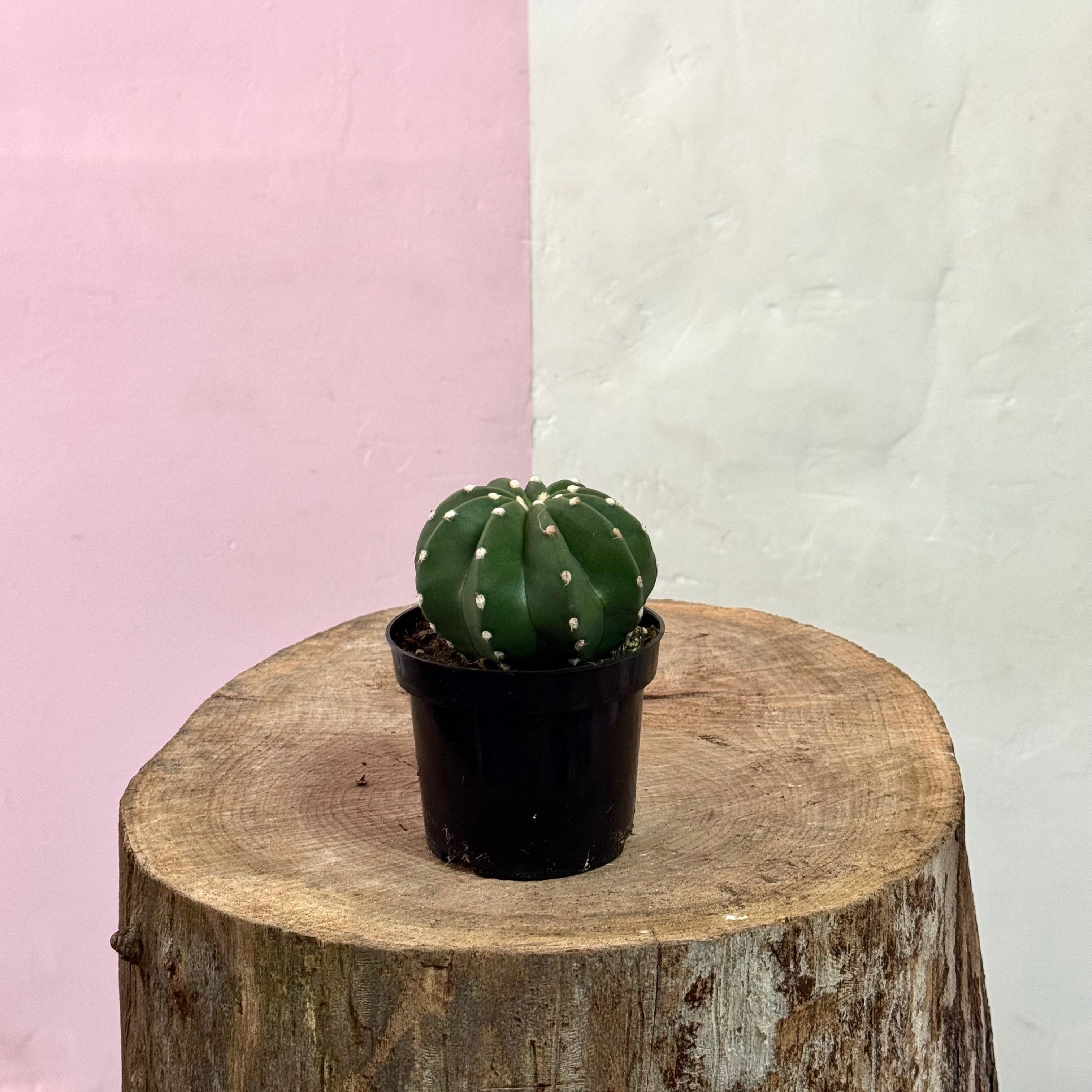 Baby Cactus