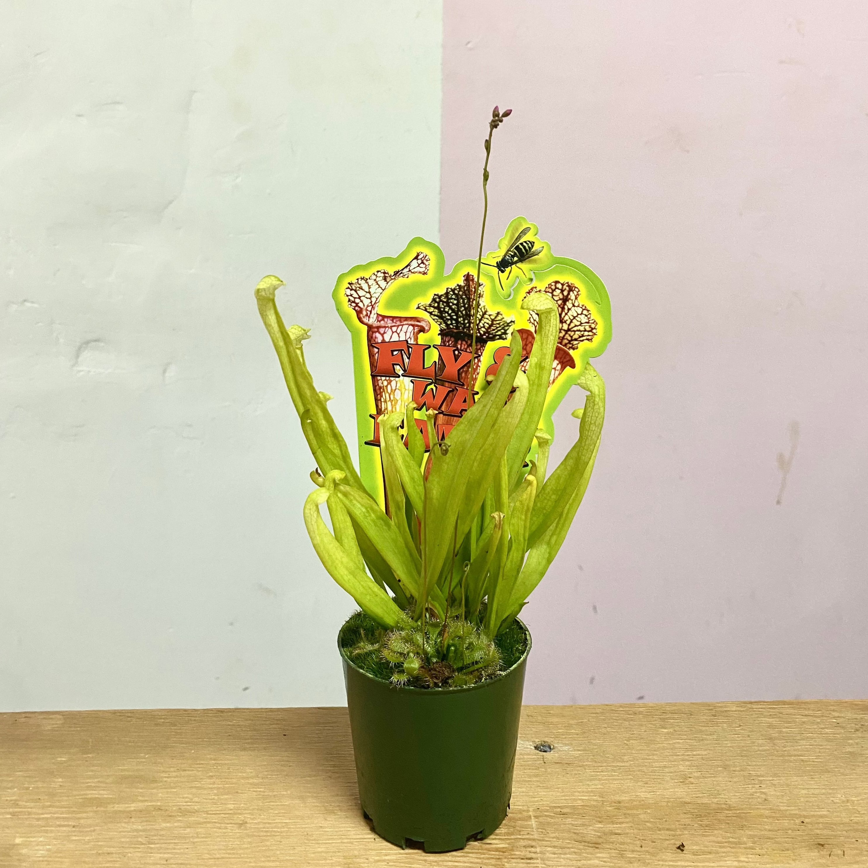 Carnivorous Fly Eater