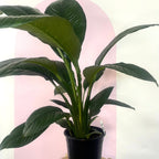 A large peace lily plant with deep green leaves and white blooms, potted in a black container.