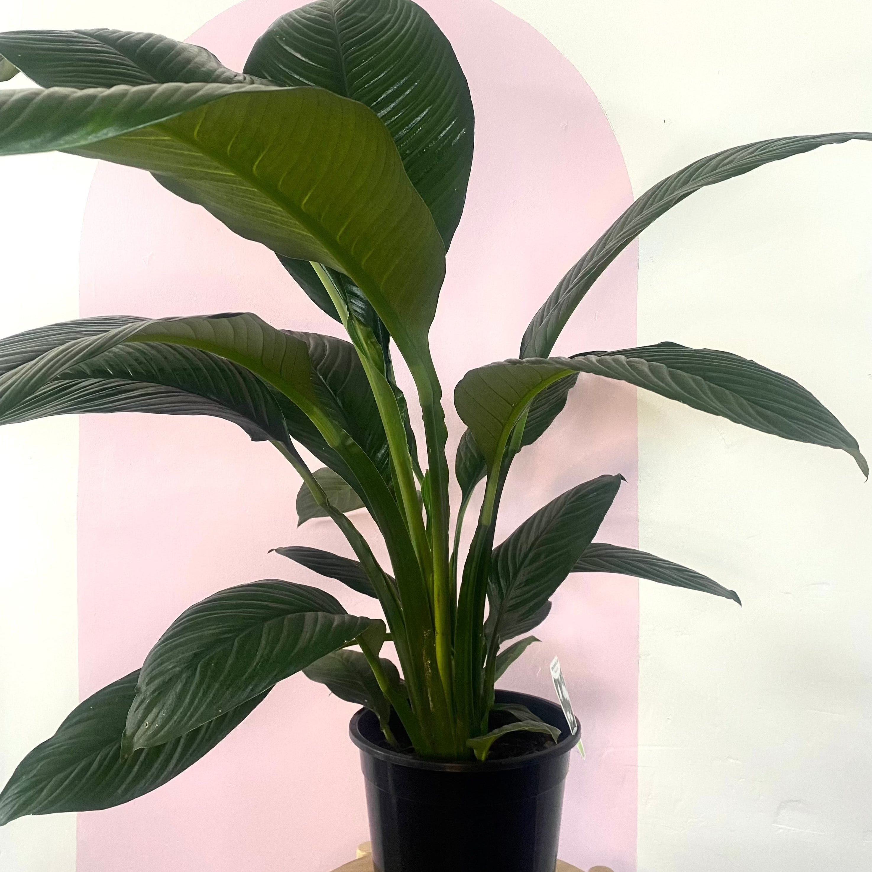 A large peace lily plant with deep green leaves and white blooms, potted in a black container.