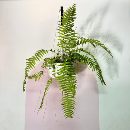 Macho Fern