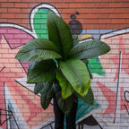 Peace Lily Sensation