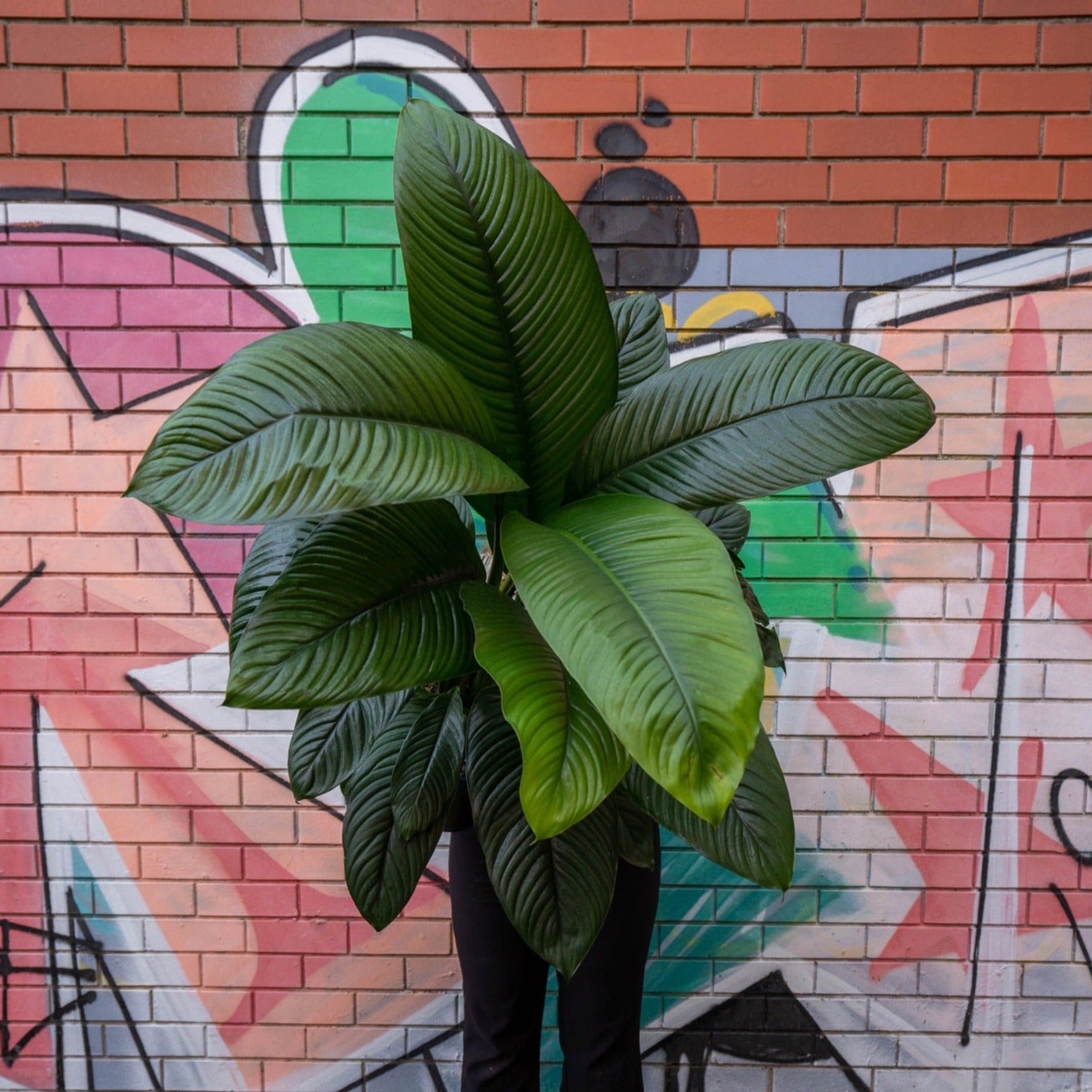 Peace Lily Sensation