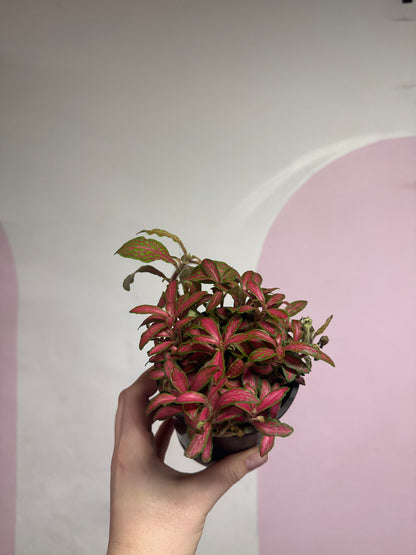 Fittonia 'Ruby'