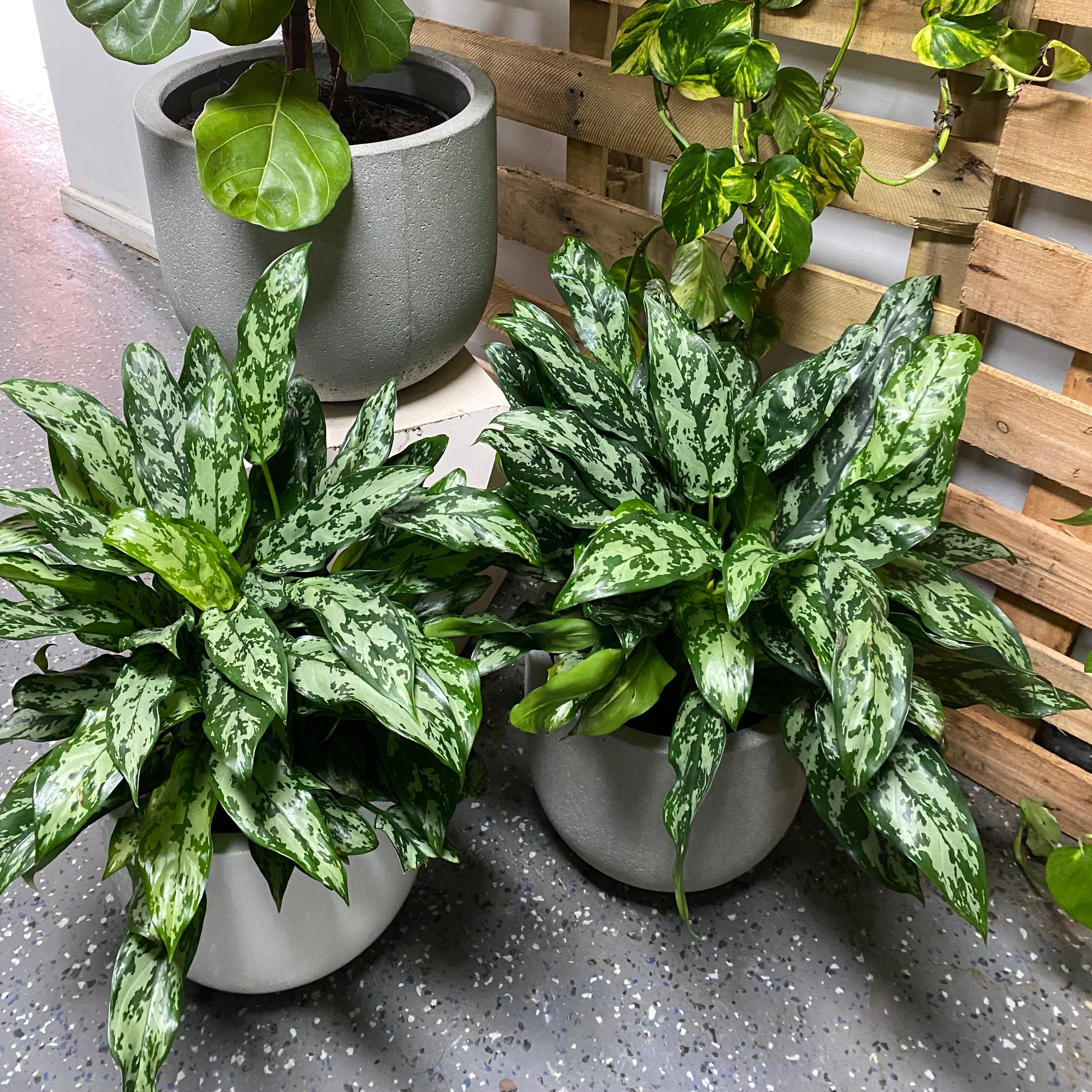 aglaonema green emerald Aglaonema 'Emerald Beauty' – Indoor Plant
