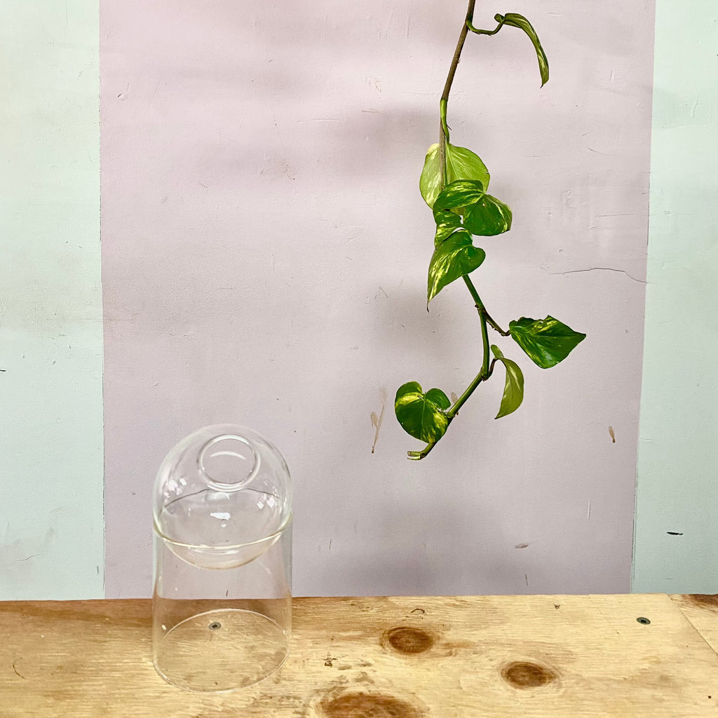 球形繁殖花瓶
