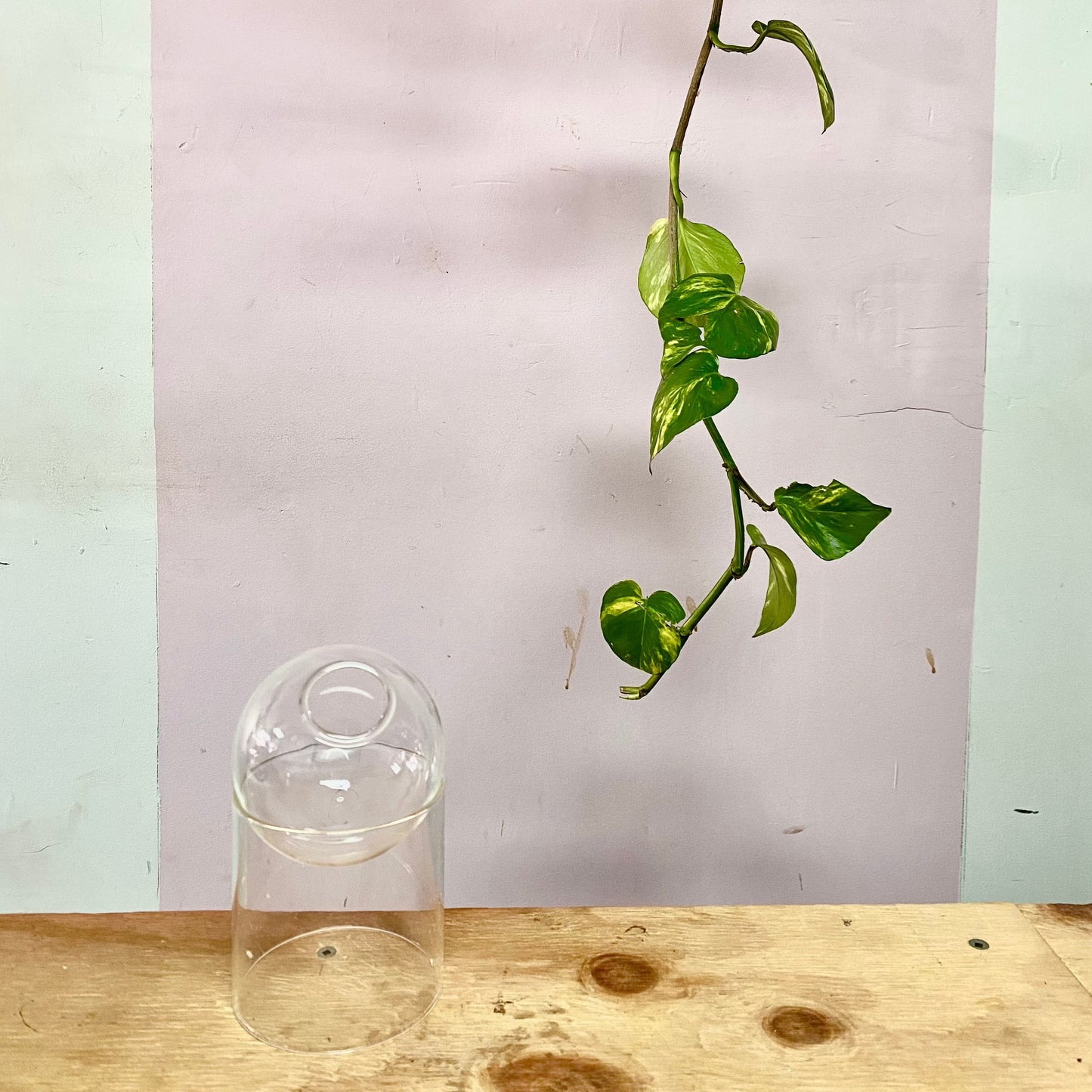 Globe Propogation Vase