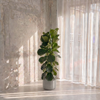 Large Fiddle Leaf Fig & Cement Luxor Pot