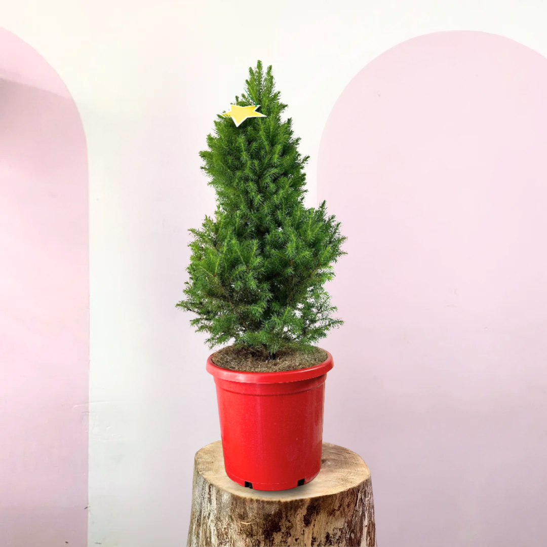 Christmas tree - Picea Glauca