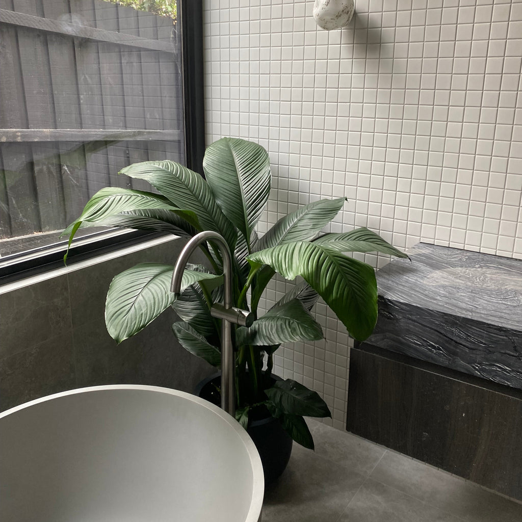 Potted plant on a windowsill with a view of trees outside