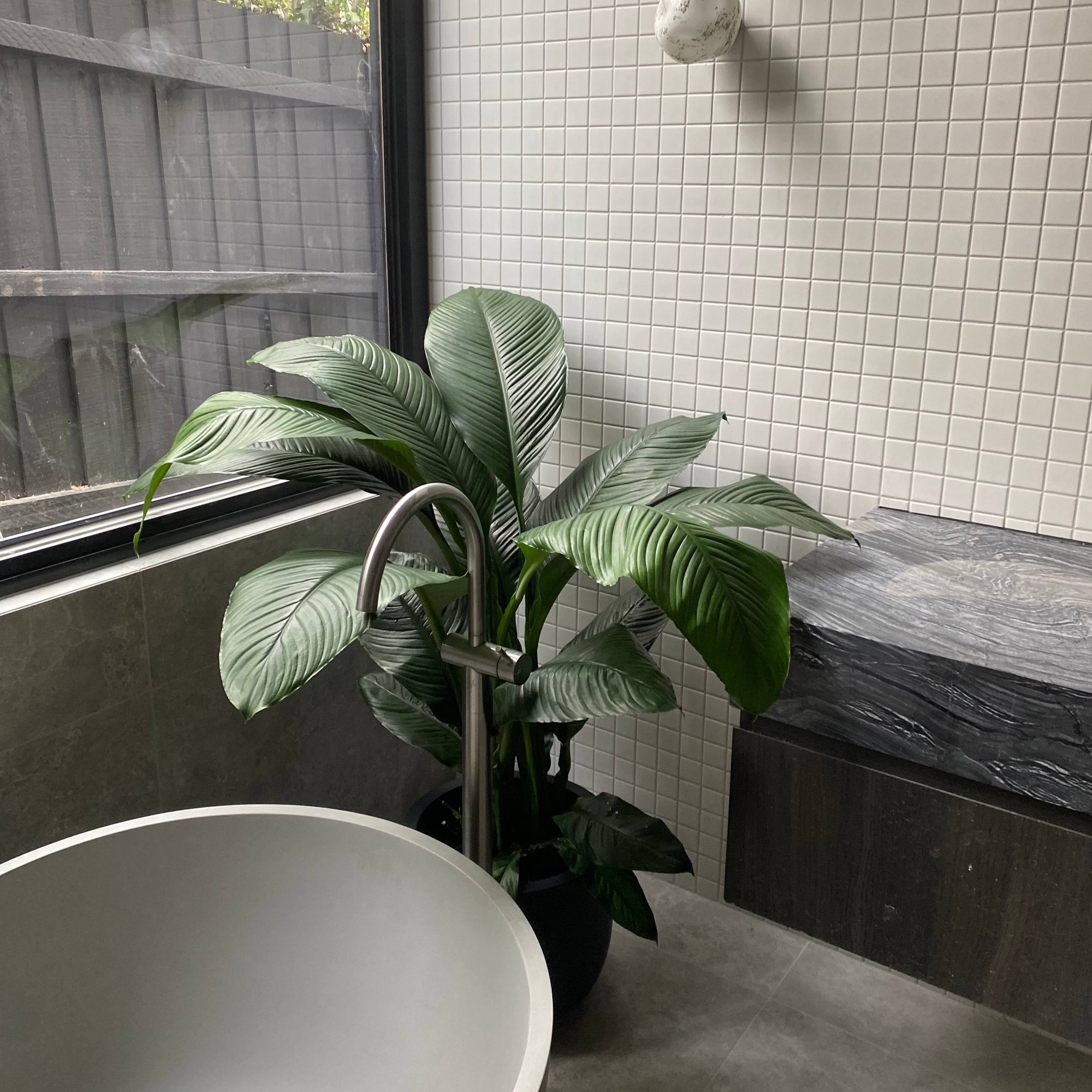 Potted plant on a windowsill with a view of trees outside