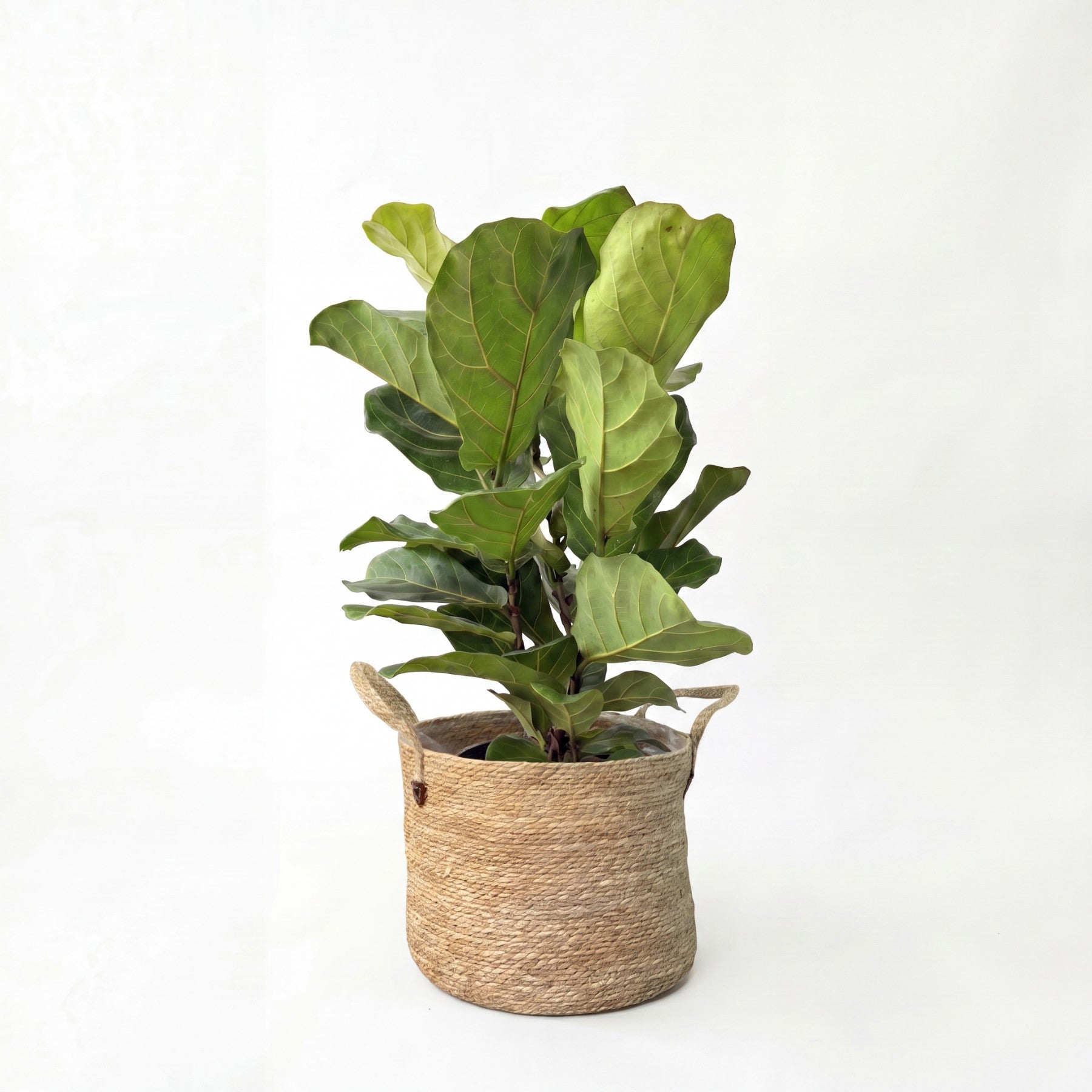 Medium Fiddle Leaf Fig & Woven Basket