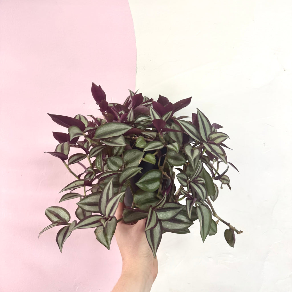 紫露草‘紫色高速公路’