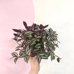 紫露草‘紫色高速公路’